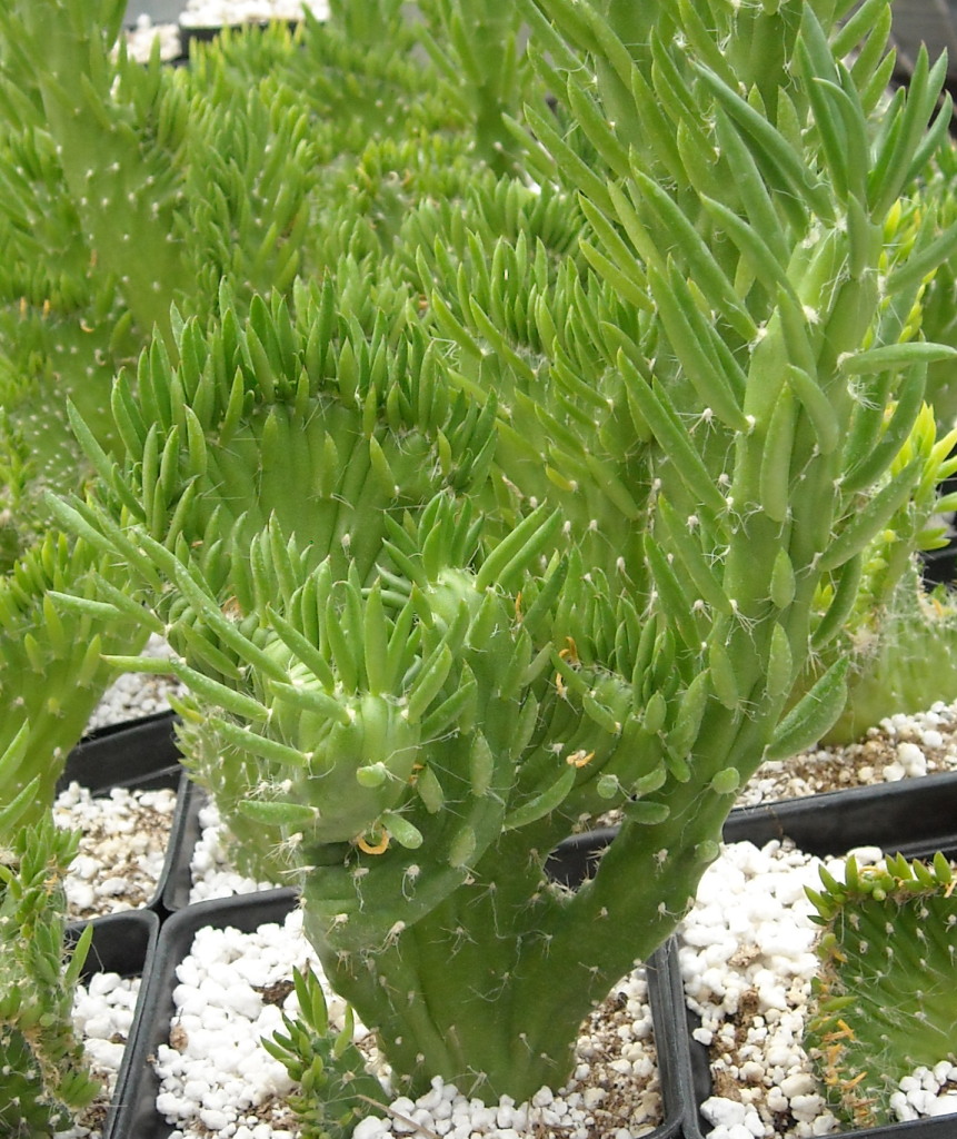 Opuntia subulata 'Crestata' The Cactus King